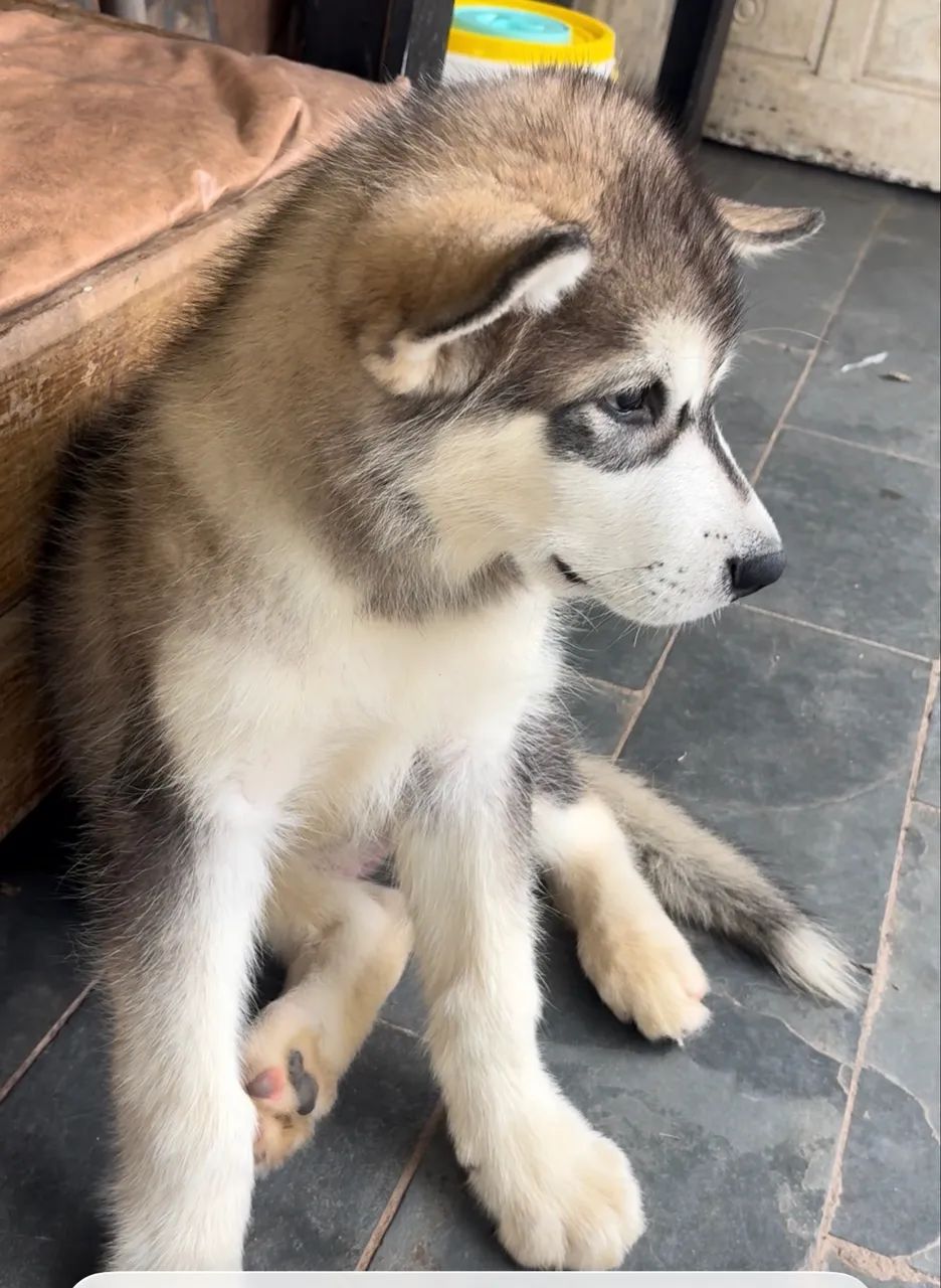 Malamute do Alasca - Foto 3