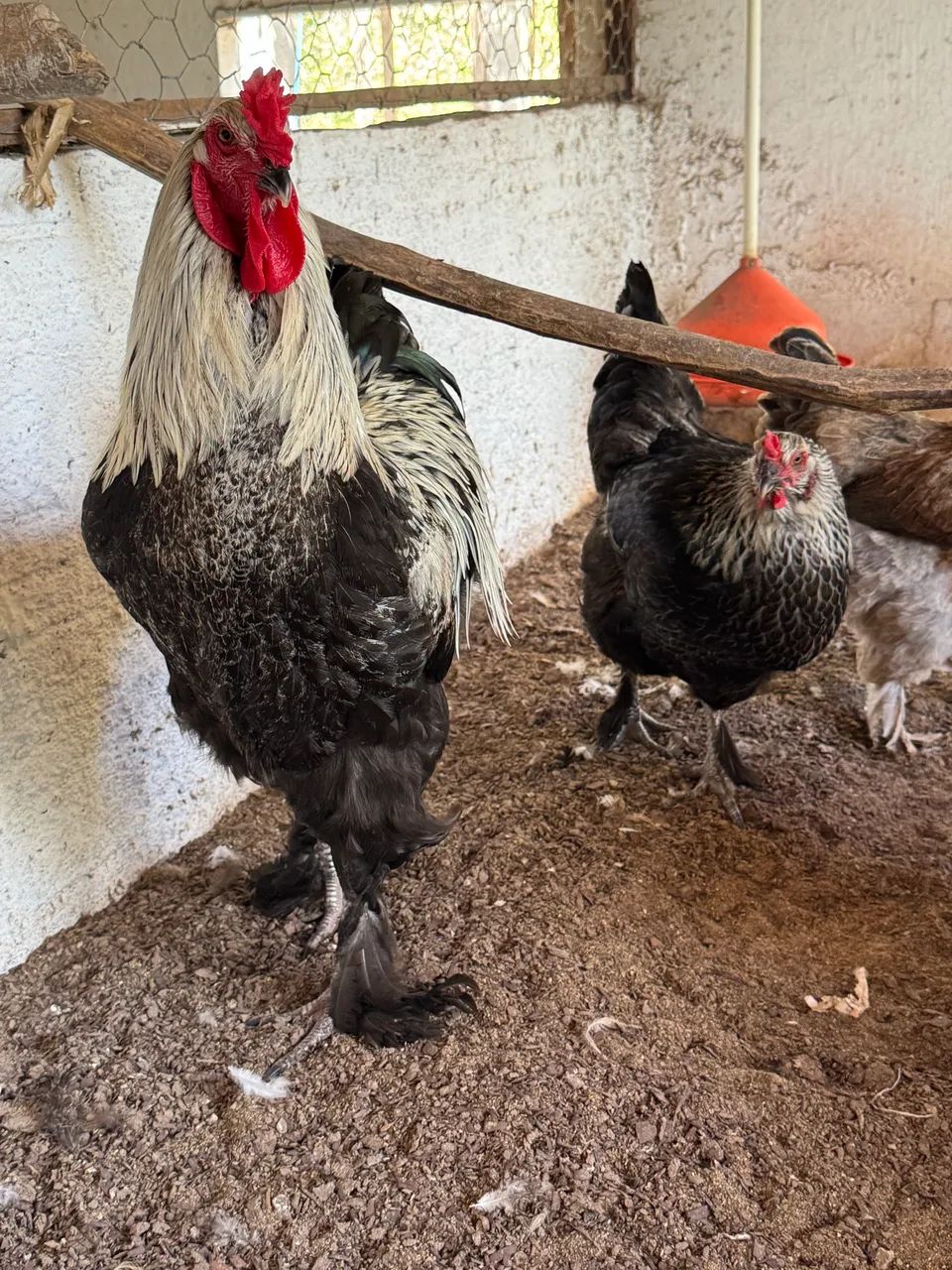 Galinhas brahmas - Foto 5