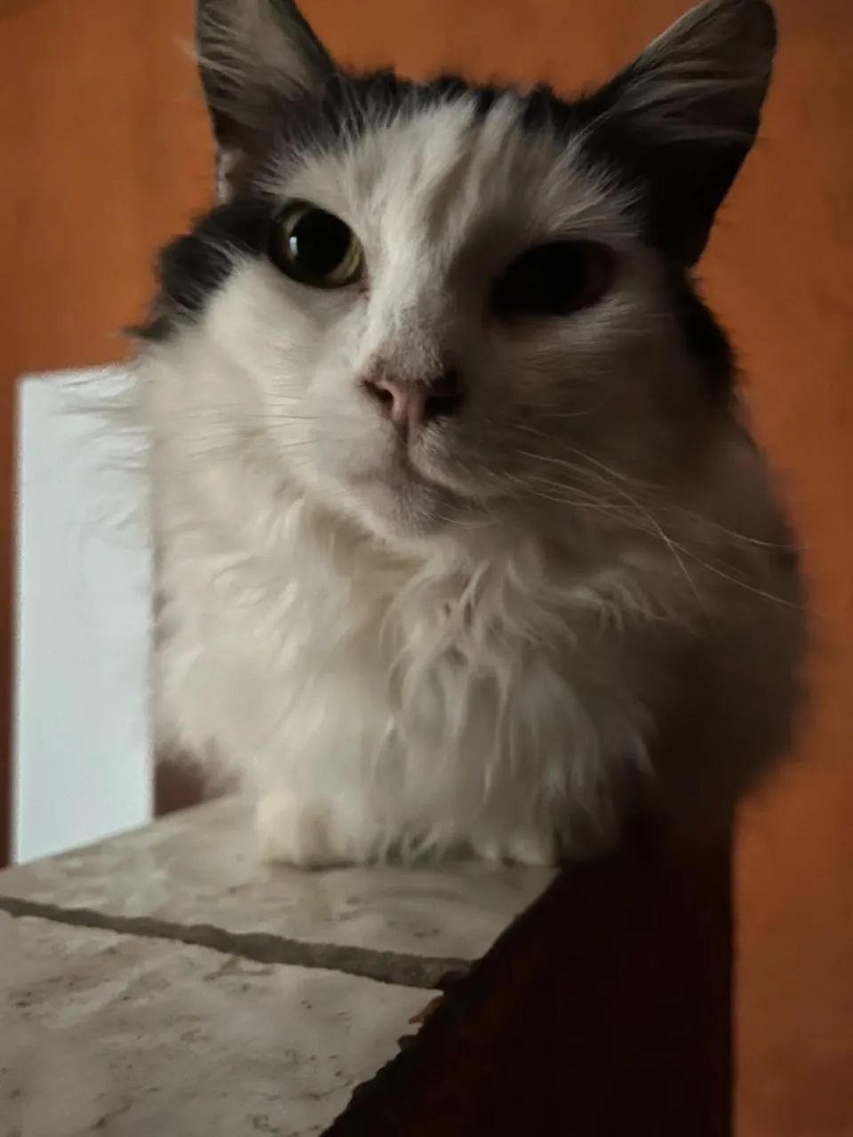 Doação de gatos  - Foto 2
