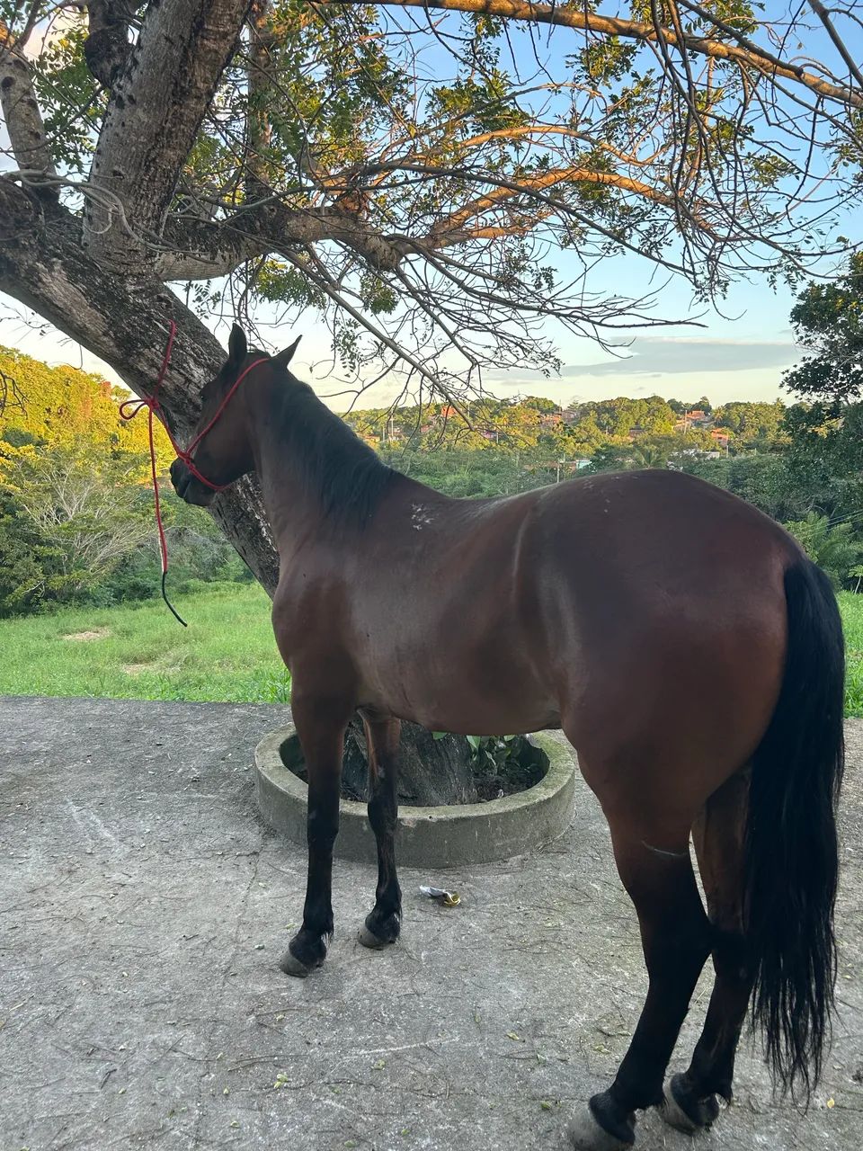 Cavalo - Foto 3