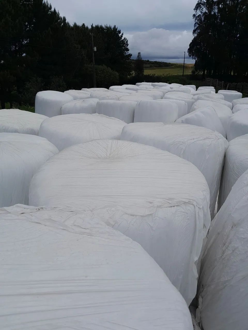  S.C. Pré secado Alimentação Animais Bovino & Equino - Foto 3