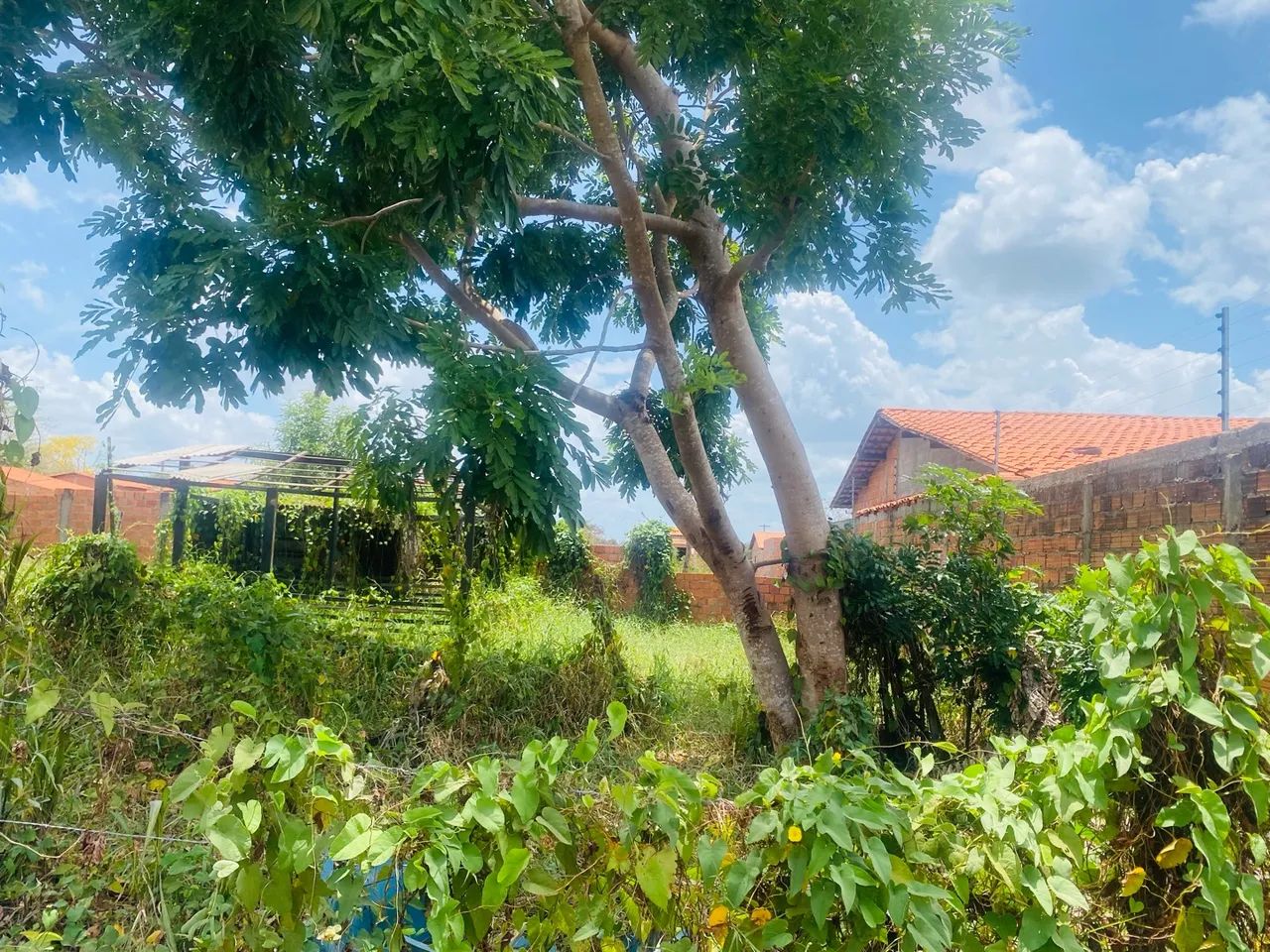 Vendo esse terreno - Foto 3
