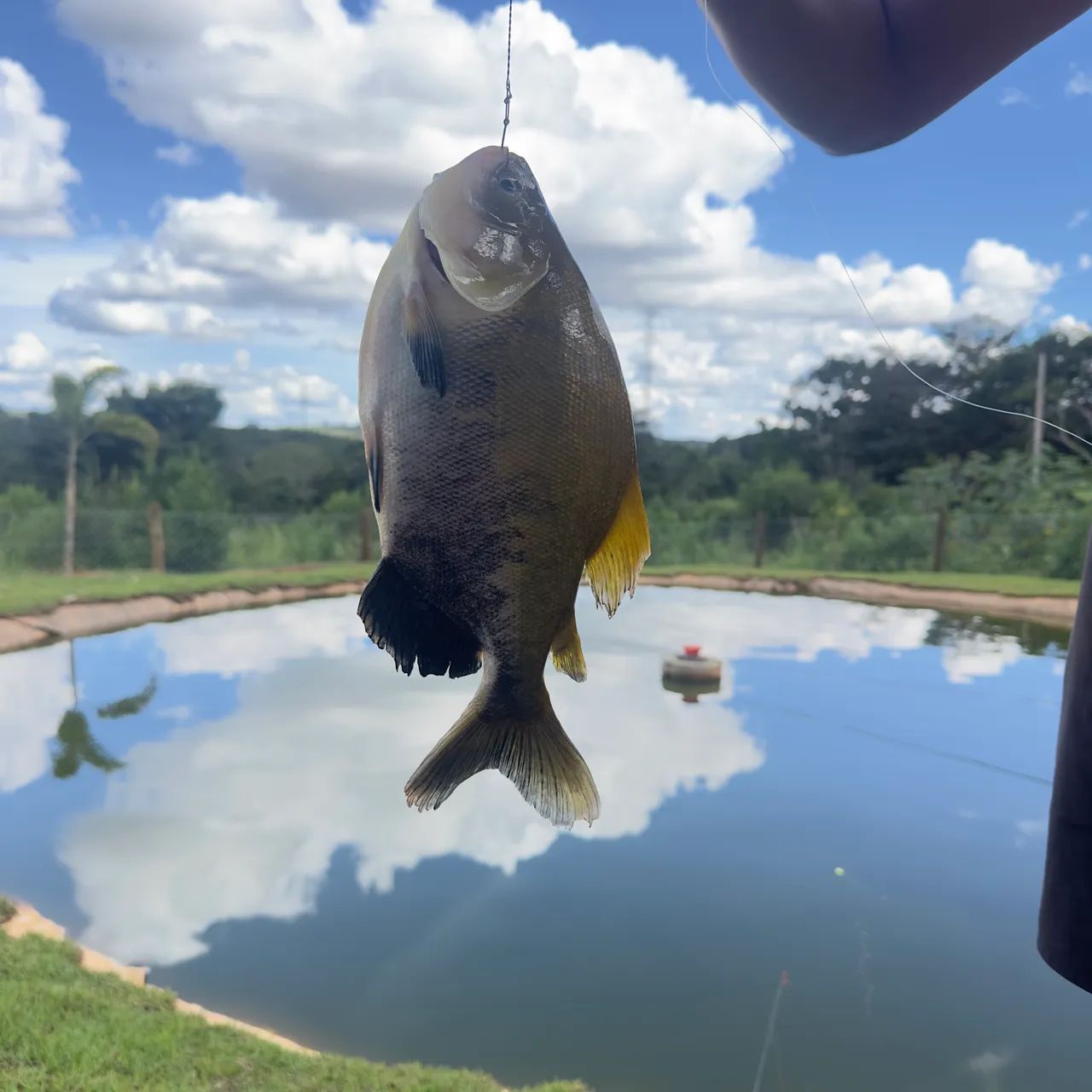 Vendo chácara , com chalé pronto pra uso ! - Foto 2