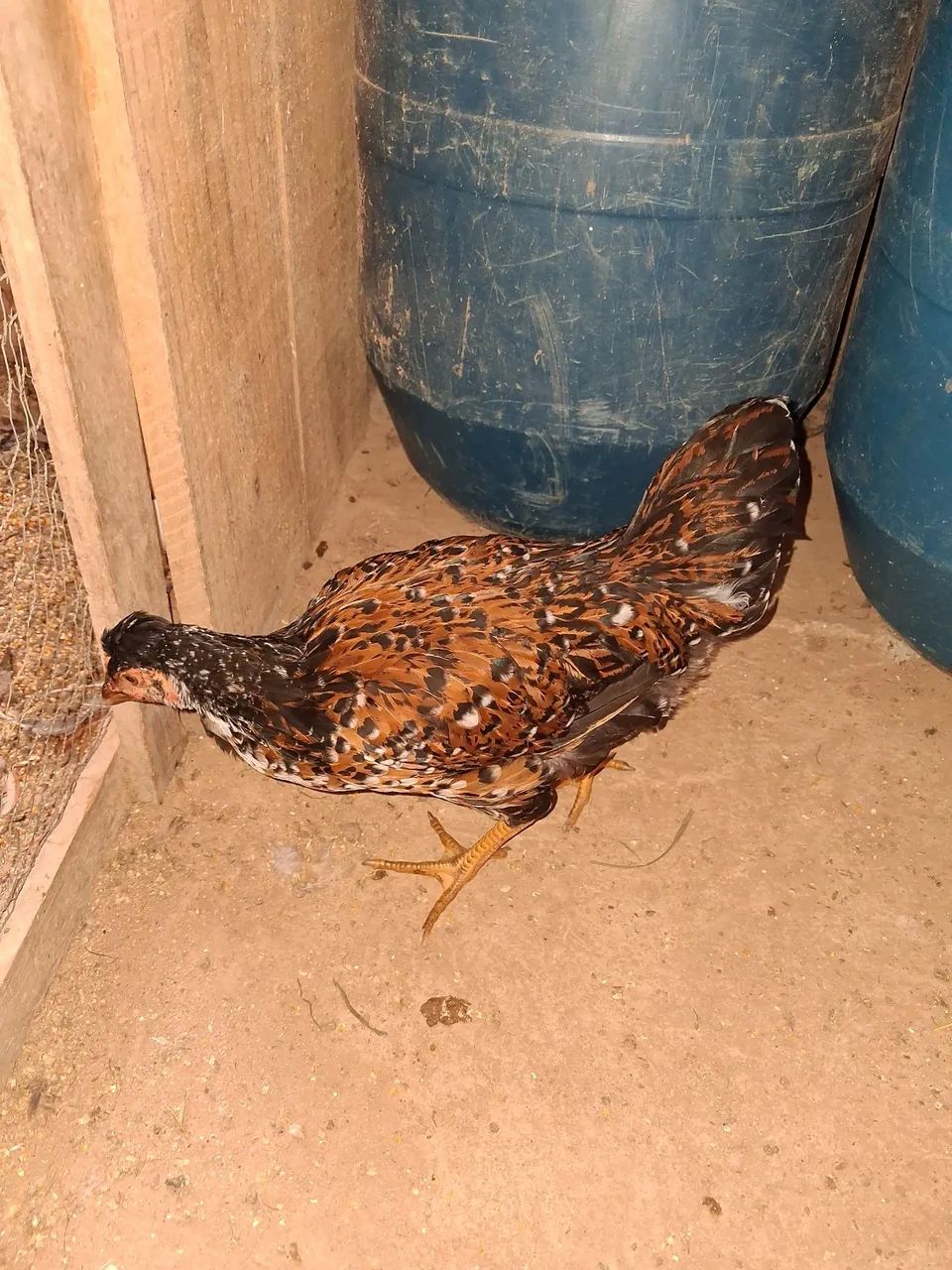Galinhas Brahma  - Foto 4