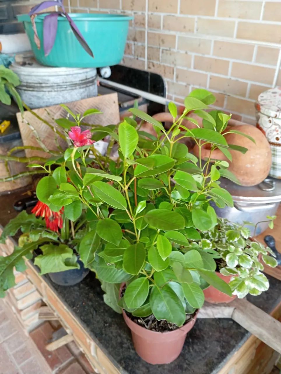 Plantas e sementes 