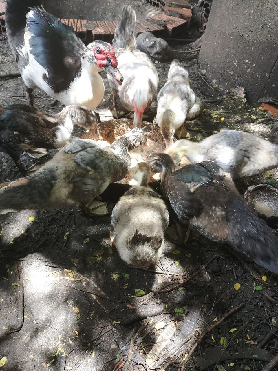Patos filhotes  - Foto 2