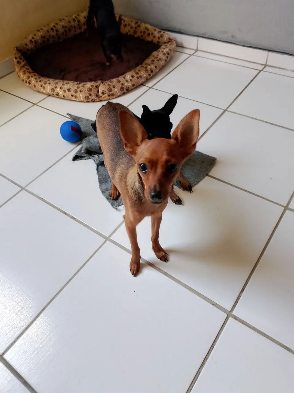 Pinscher número 1 