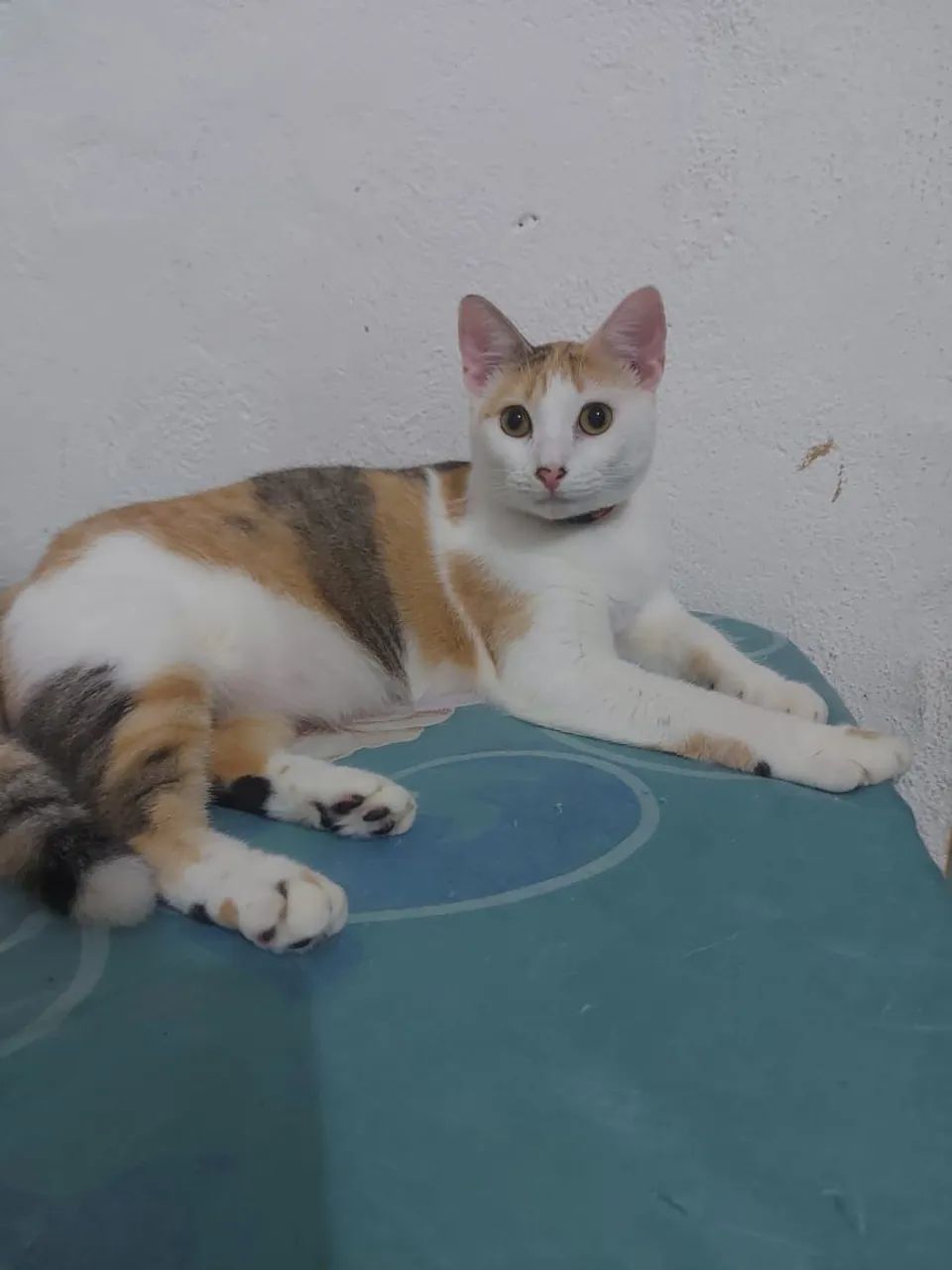 Gatos para doação  - Foto 5