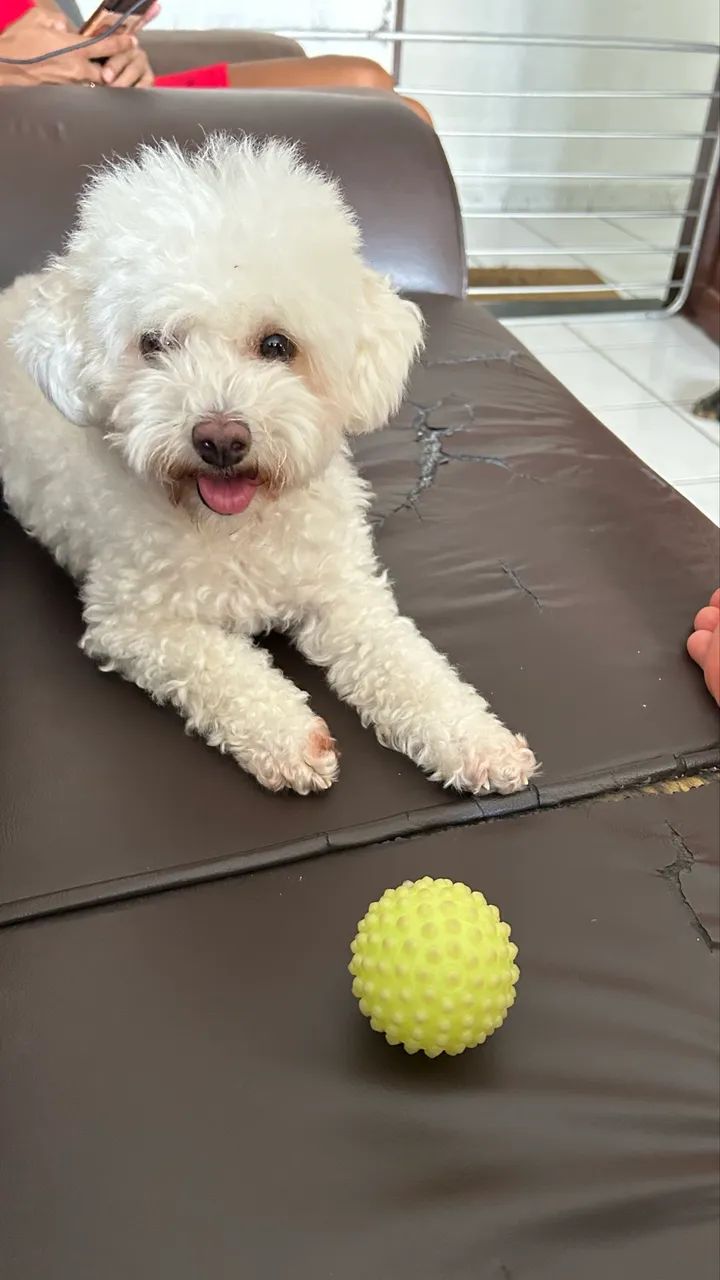 Hospedagem de Pet - Foto 2