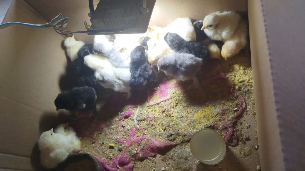 Pintinhos Brahma 10 reais comprando a partir de 10 unidades 