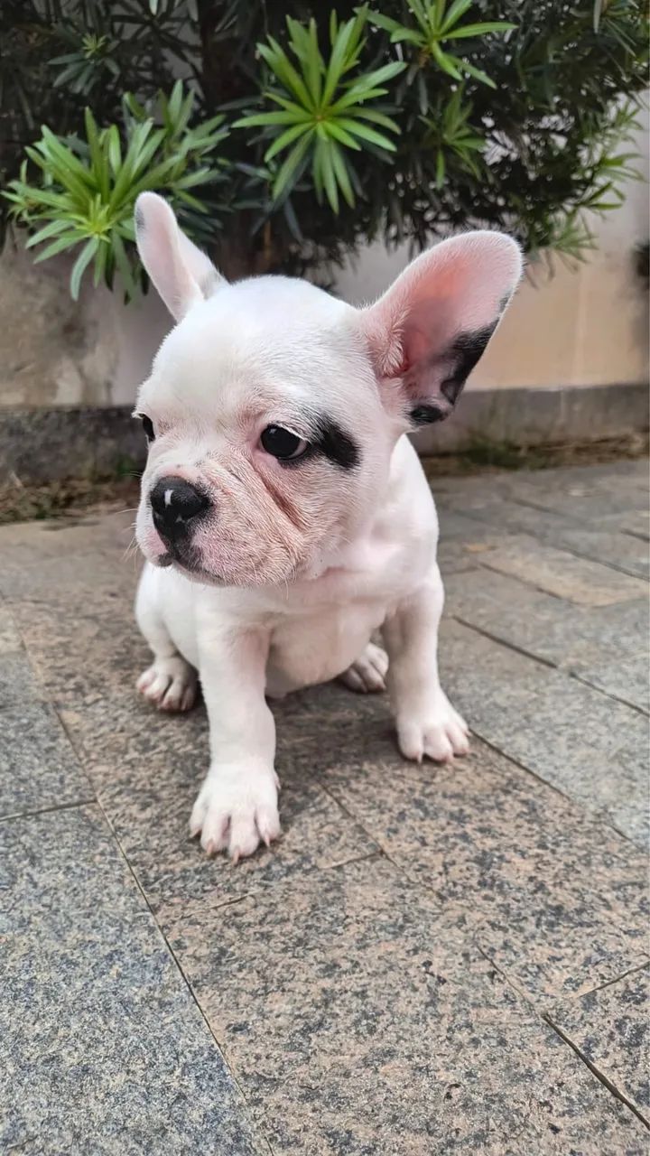 Mini buldogue  - Foto 2