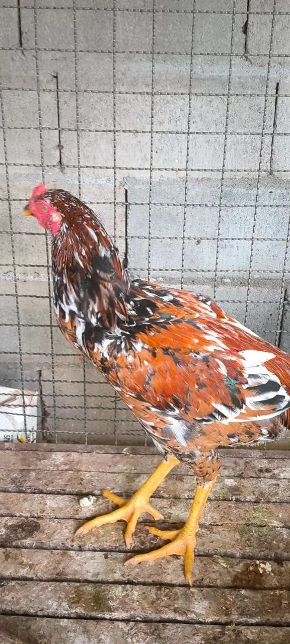 Frango Índio Gigante Mil Flores  - Foto 5