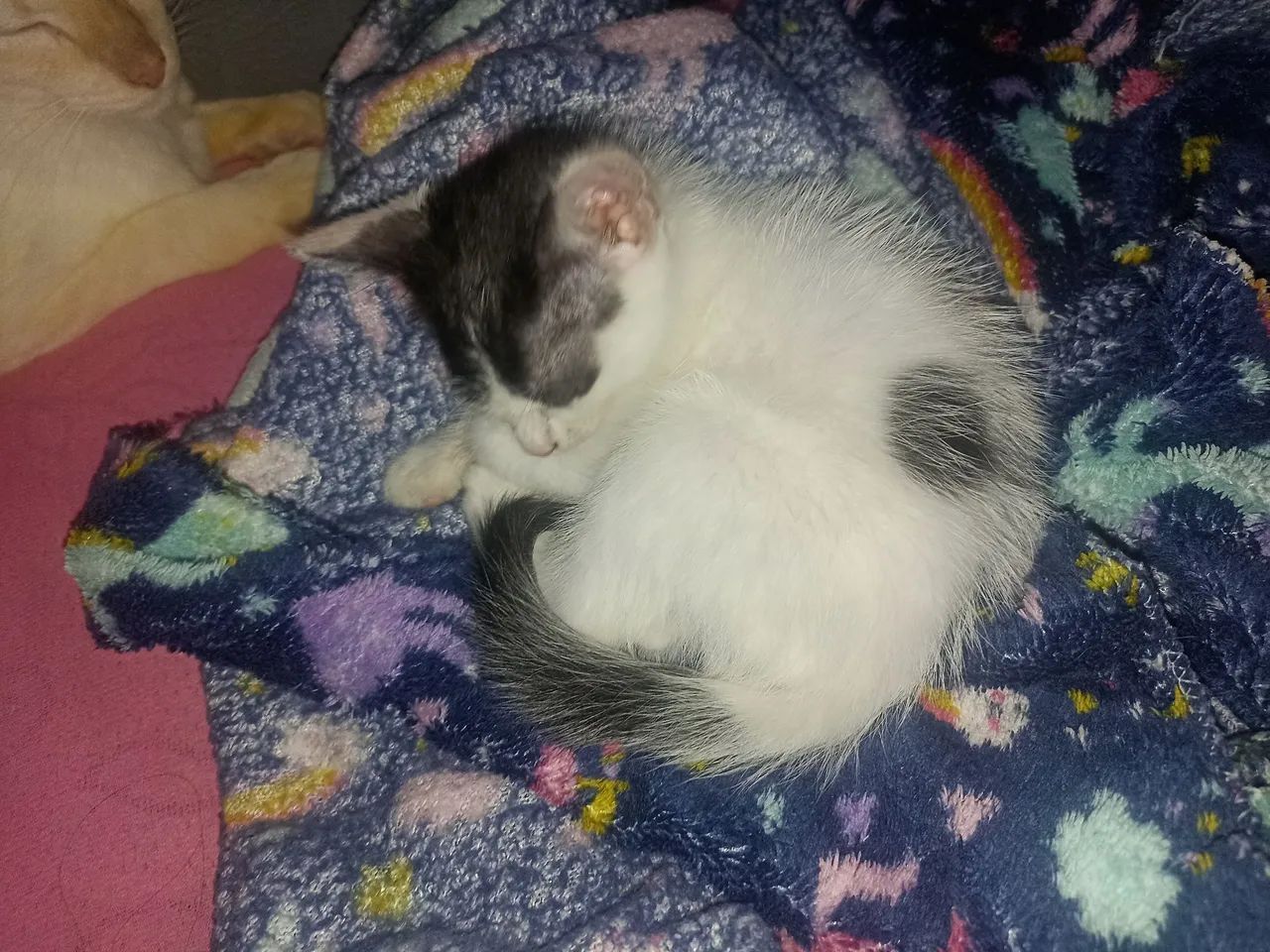 Gato filhote para doação 