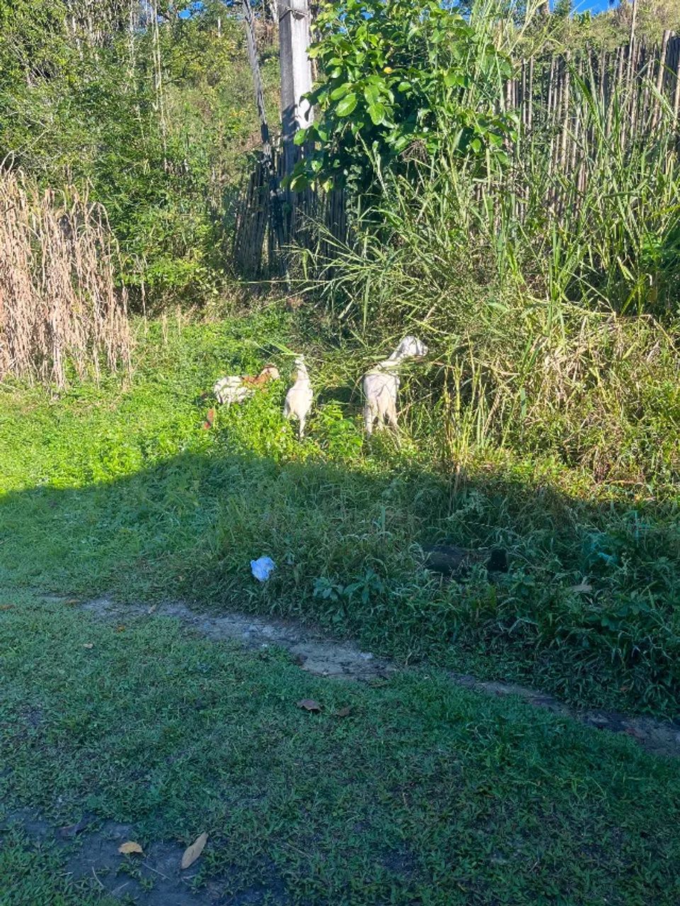Lote Carneiro  - Foto 3