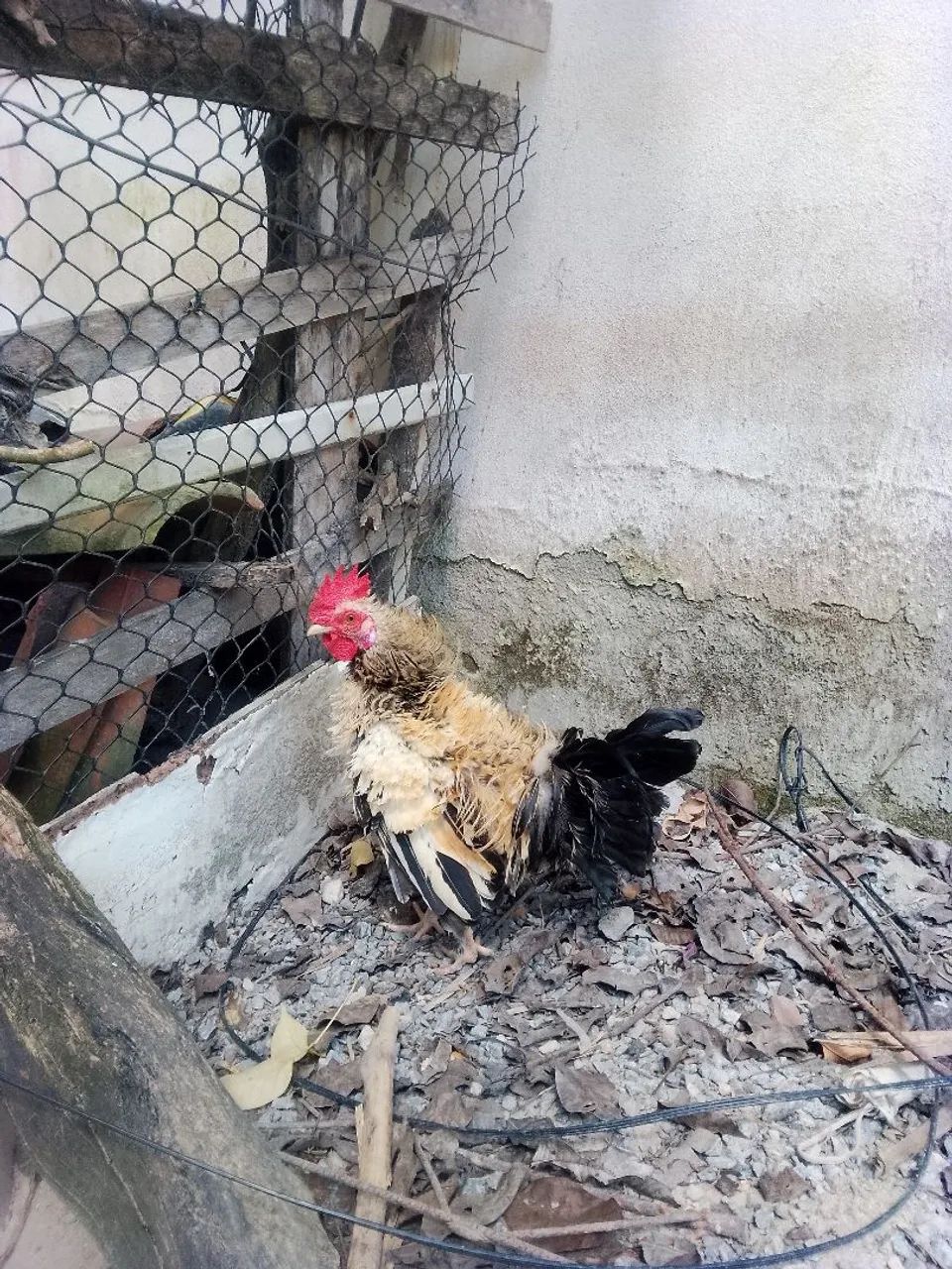 Casal de garnize  - Foto 4