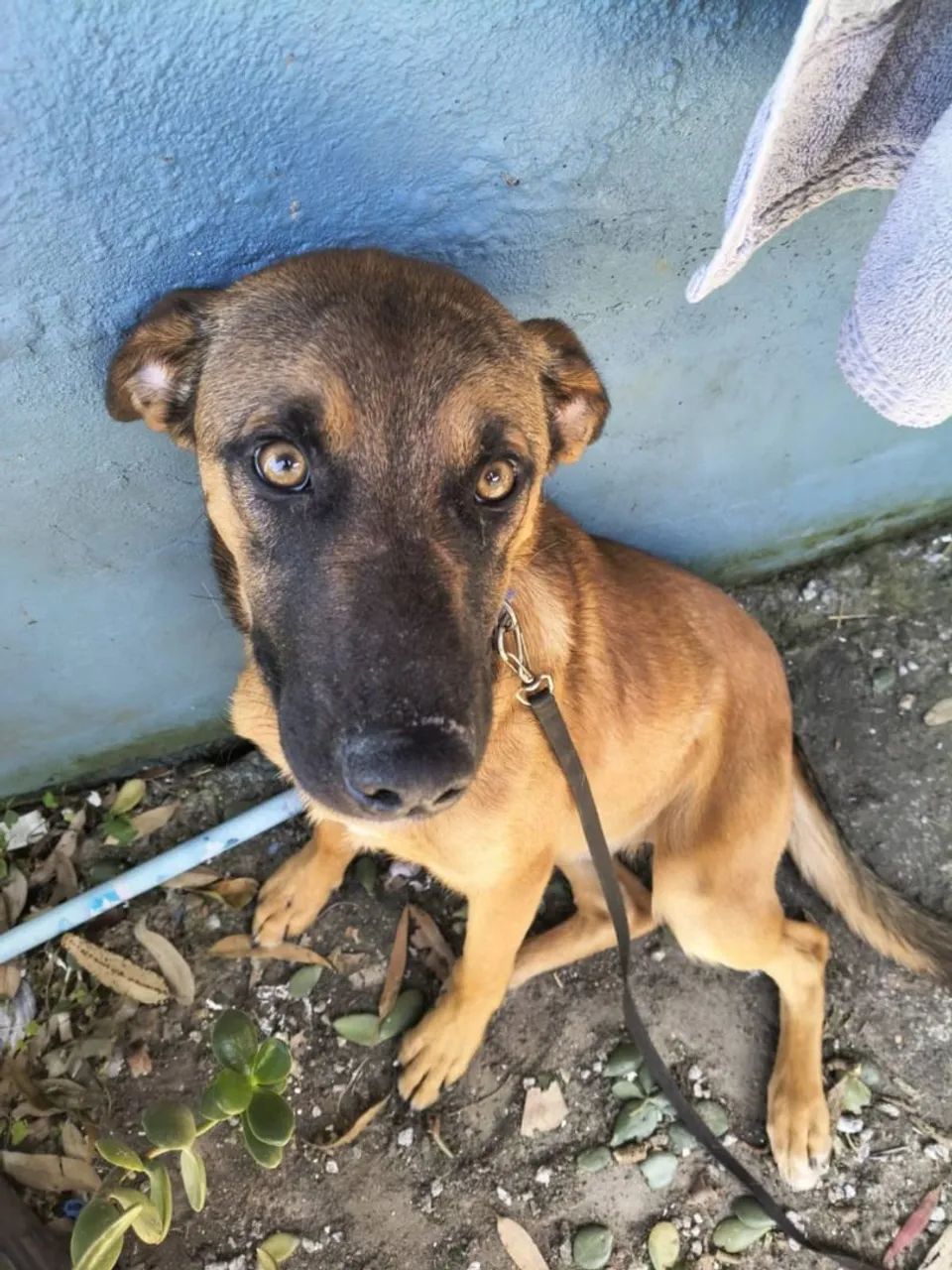 Adoção cachorro - Romeu - Foto 3