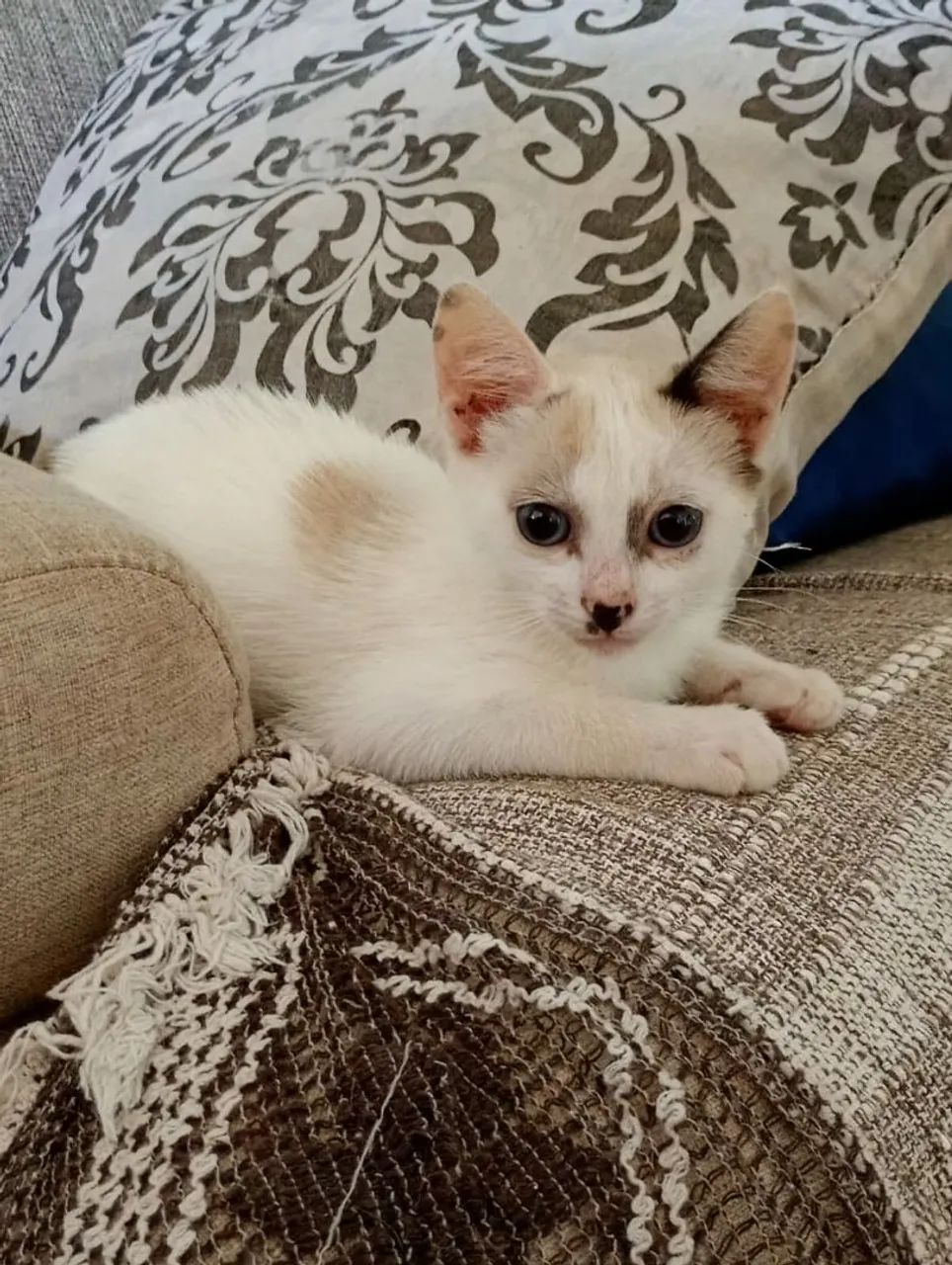 Filhotinha de gato para adoção  - Foto 2