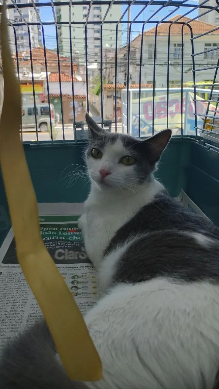 Gata CASTRADA, VACINADA e Vermifugada para adoção responsável  - Foto 4