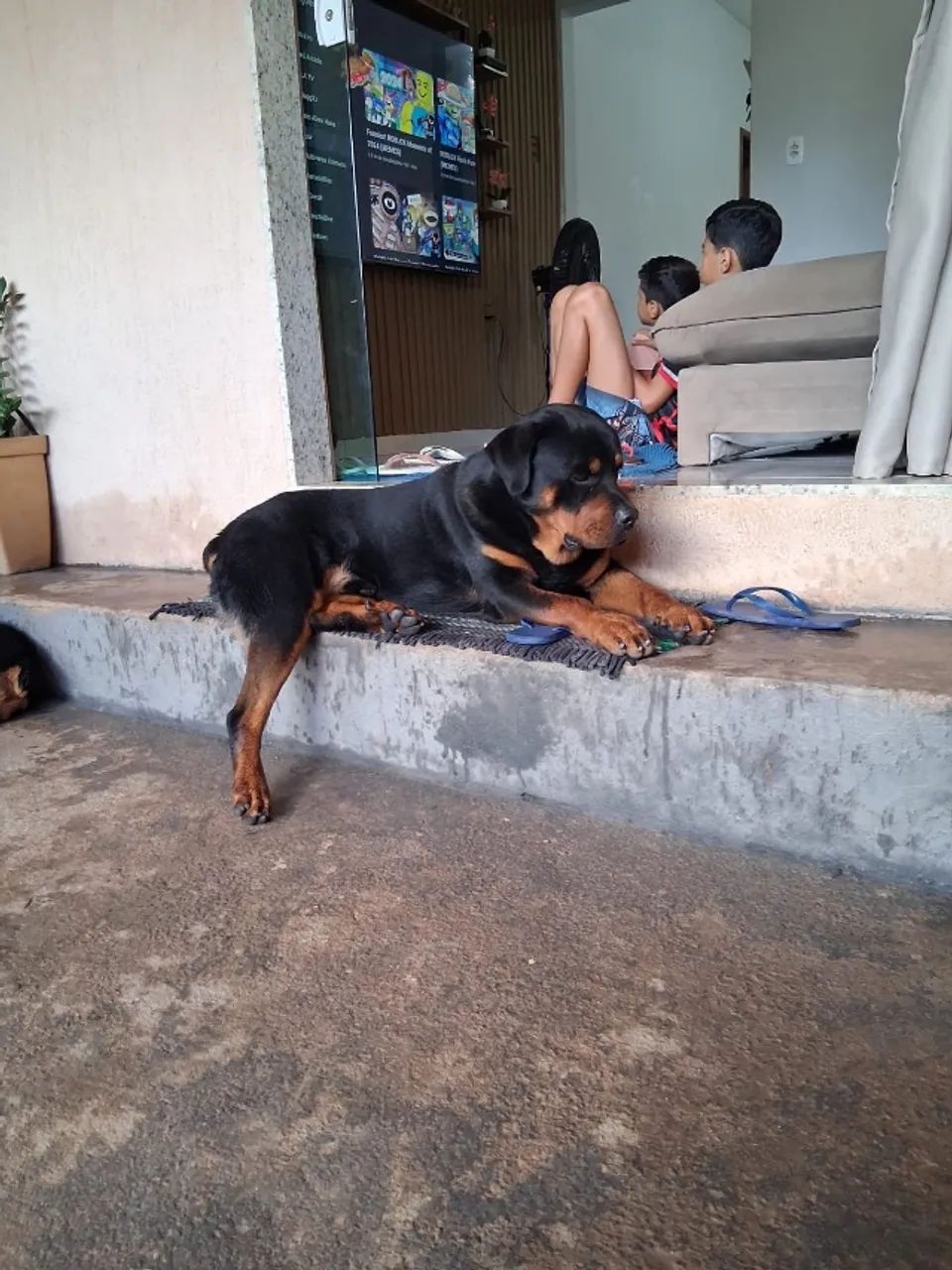 Filhote de rottweiler  - Foto 5