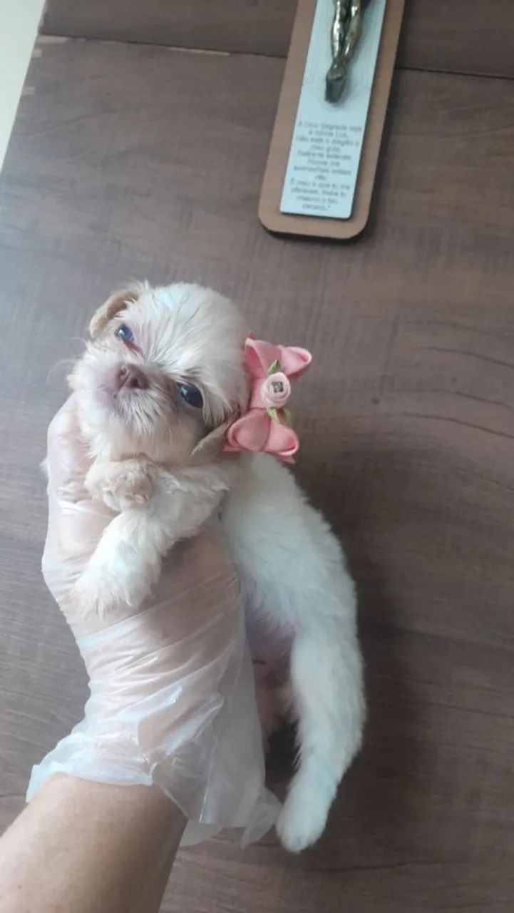 Filhotes de Shihtzu minis - Foto 2