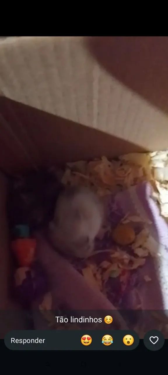 Vendo hamster 