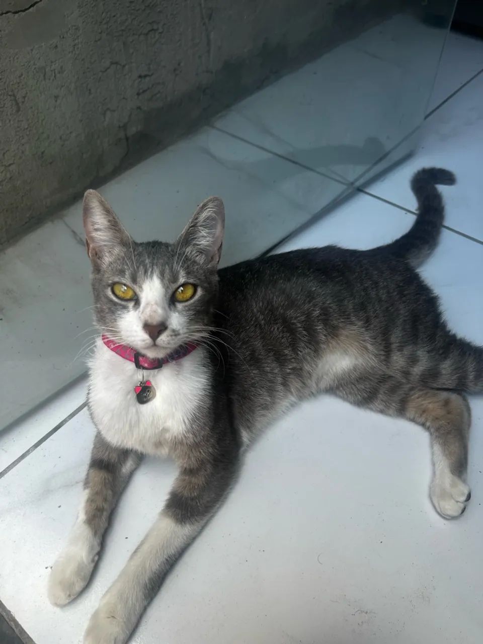 Doando gata 