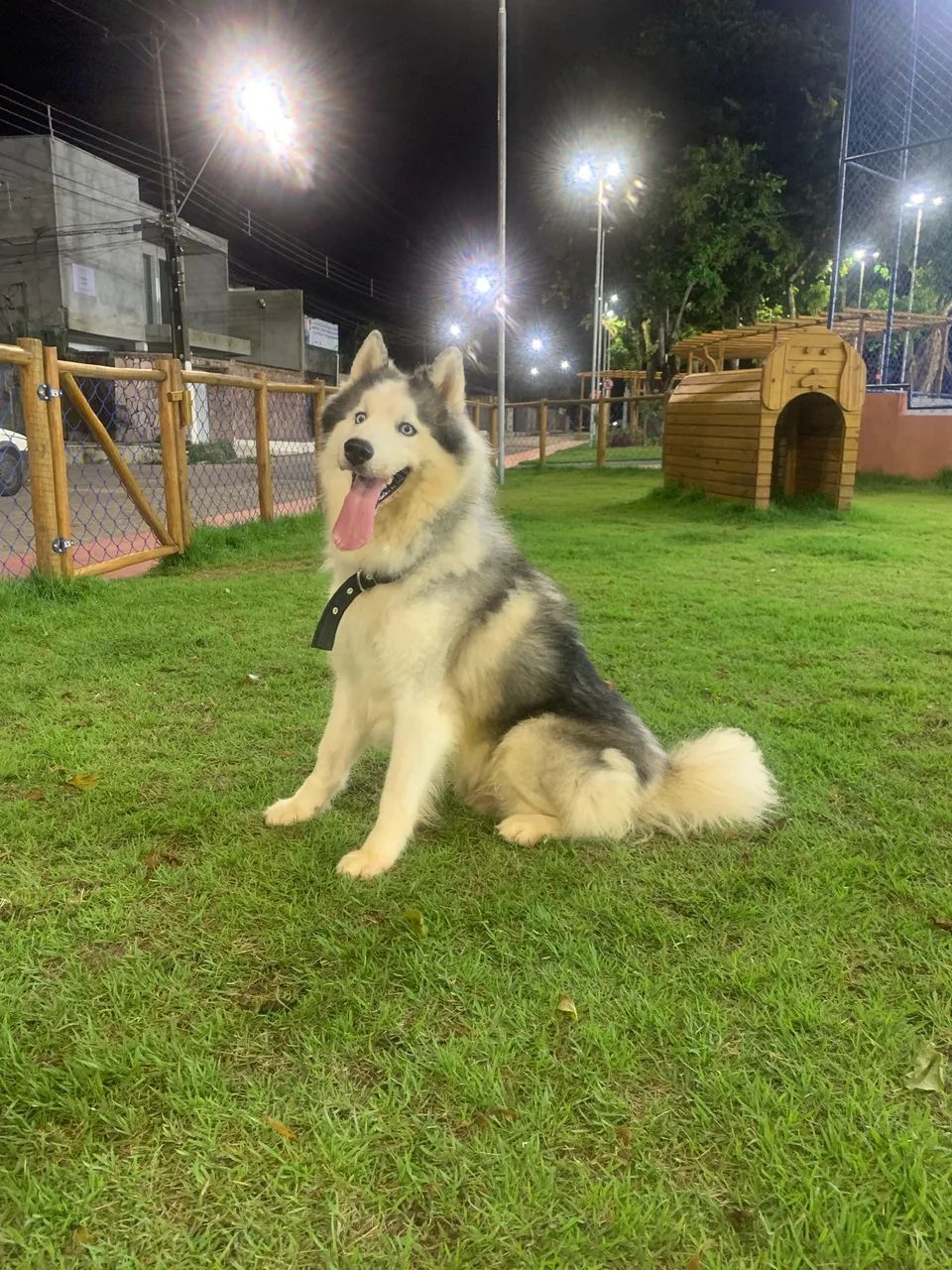 Doar cachorro  - Foto 3
