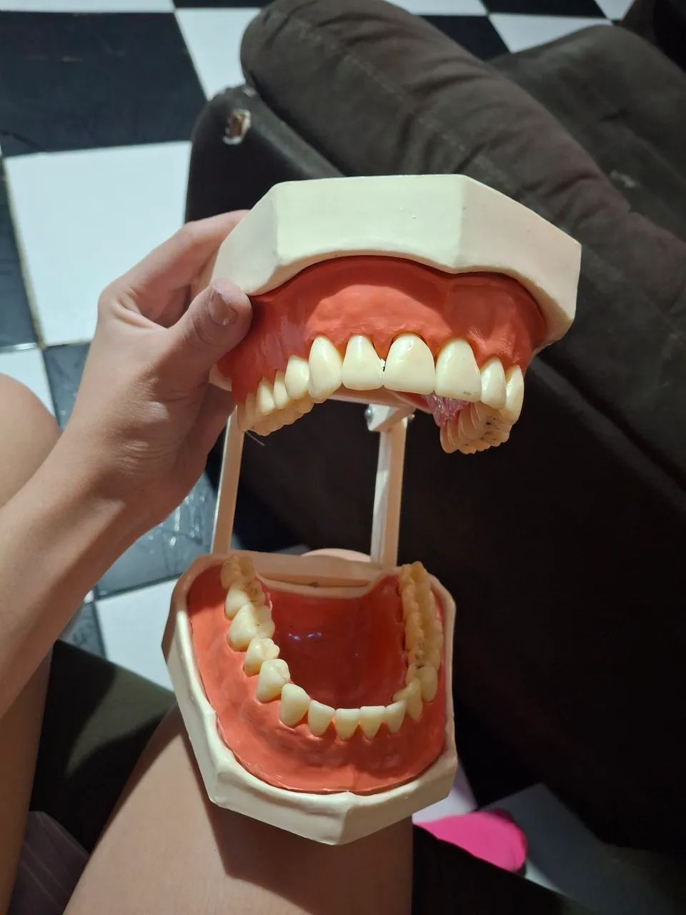 modelo anatômico de dentes - Foto 3