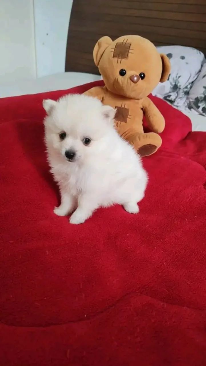 Spitz alemão - Foto 2