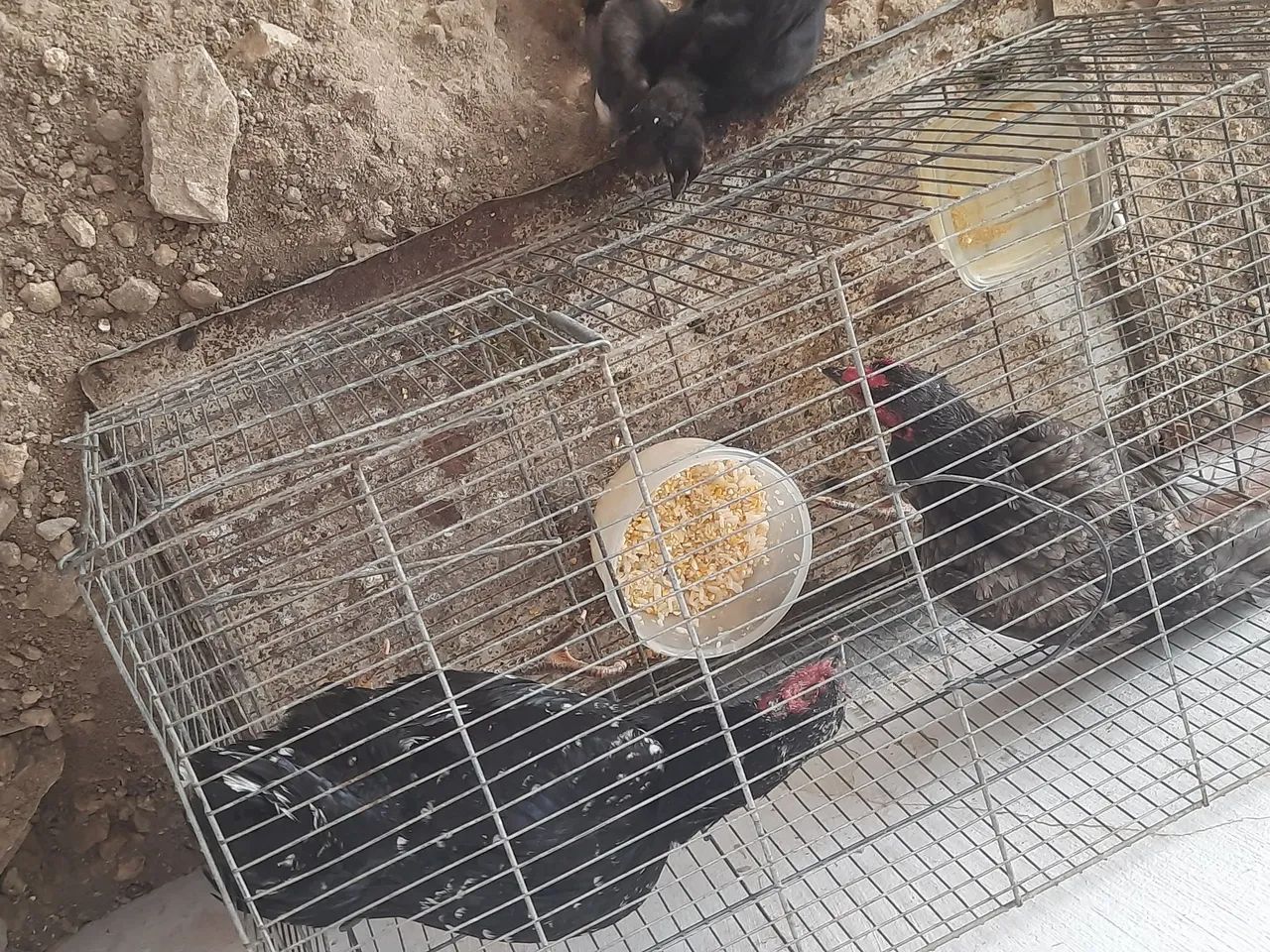 Galinha Capoeira 