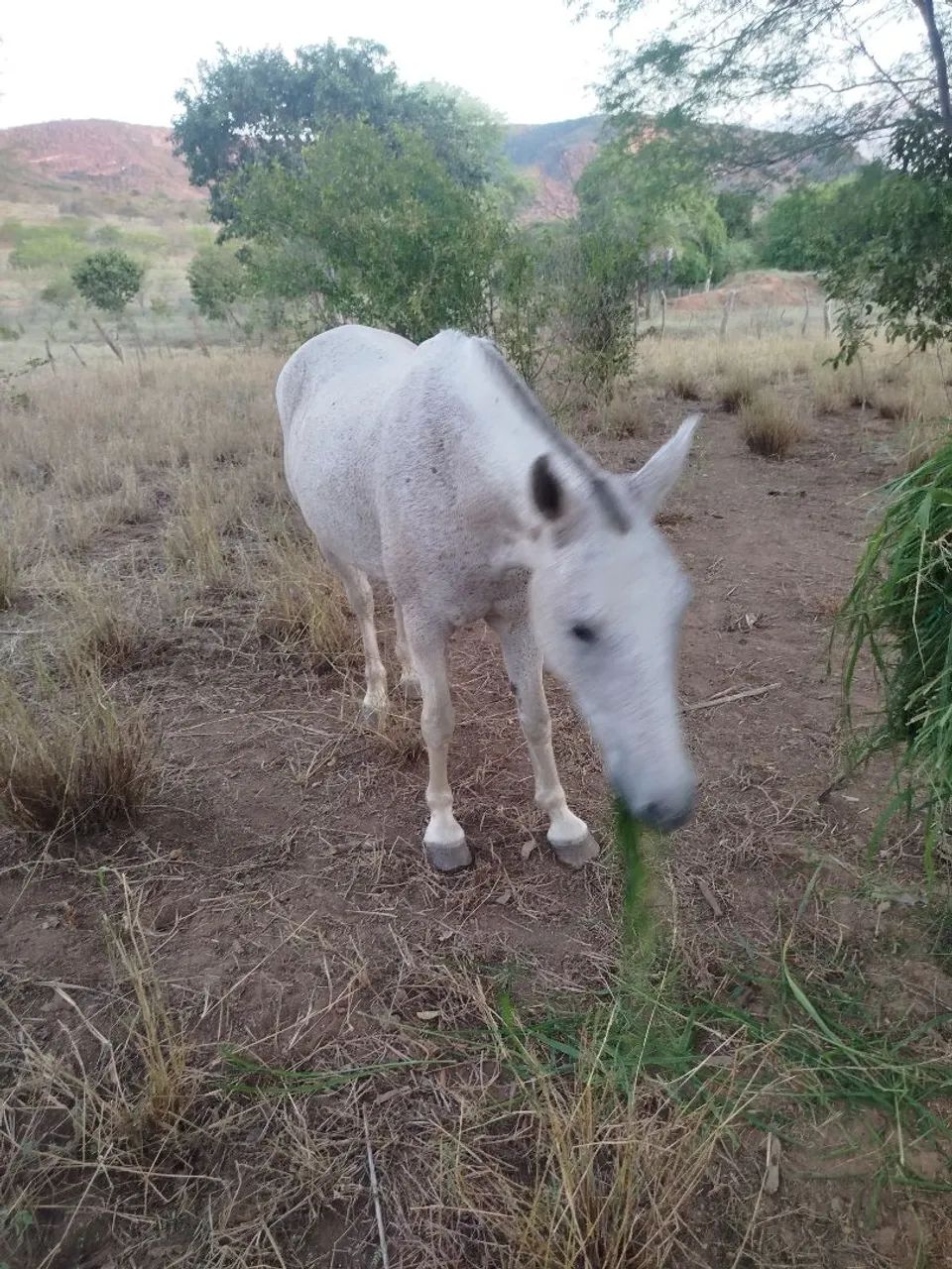 Égua mangalarga  - Foto 3