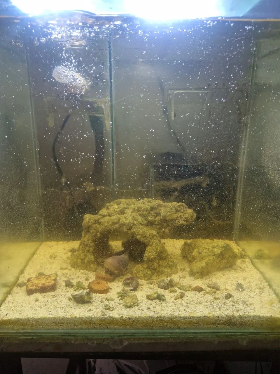 Aquário marinho - Foto 4