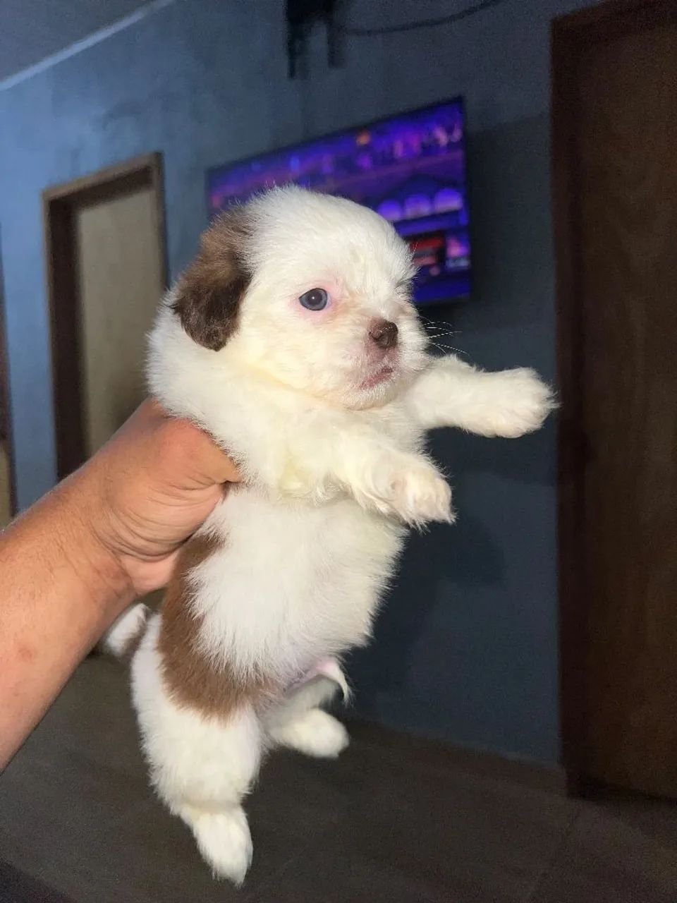Shihtzu machinho - Foto 2