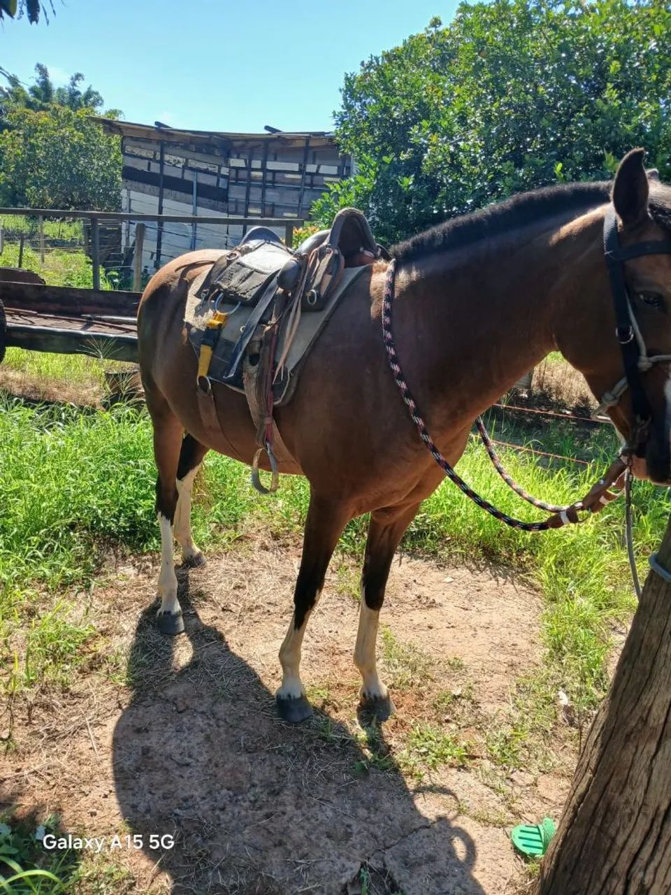 Egua mangalarga  - Foto 4