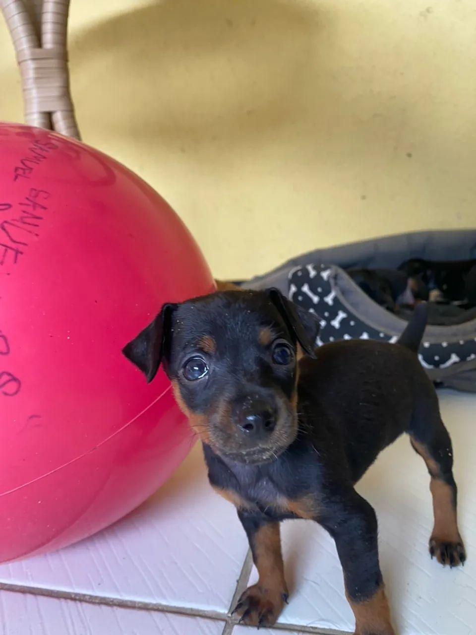 Pinscher 01