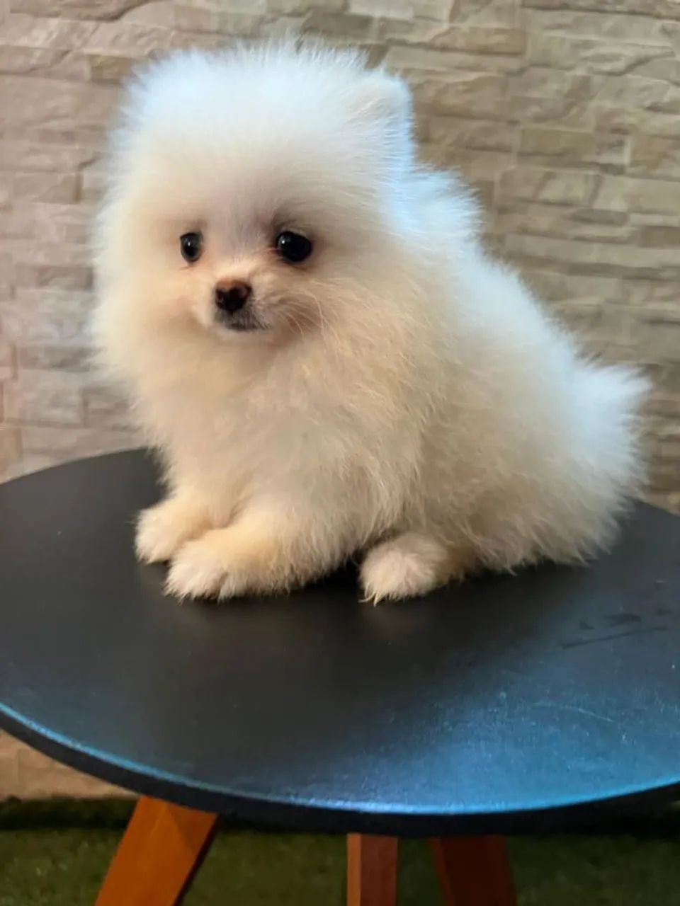Spitz Alemão 
