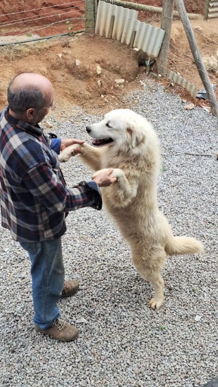 Cachorro Pastor Maremano - Foto 4