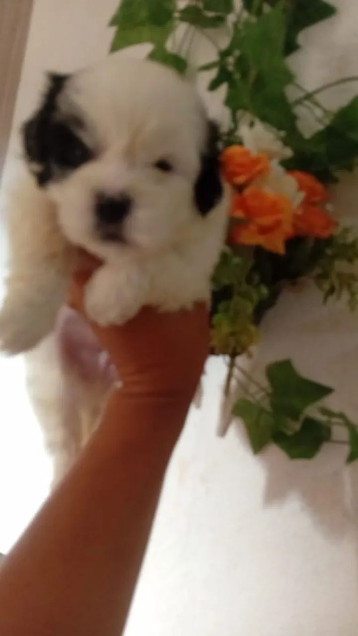 Meu pet  - Foto 2