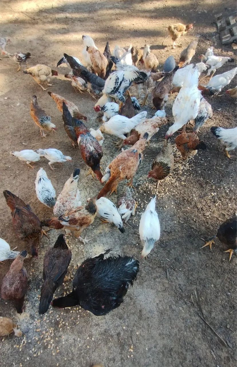 Frangos e galinhas Caipira - Foto 4