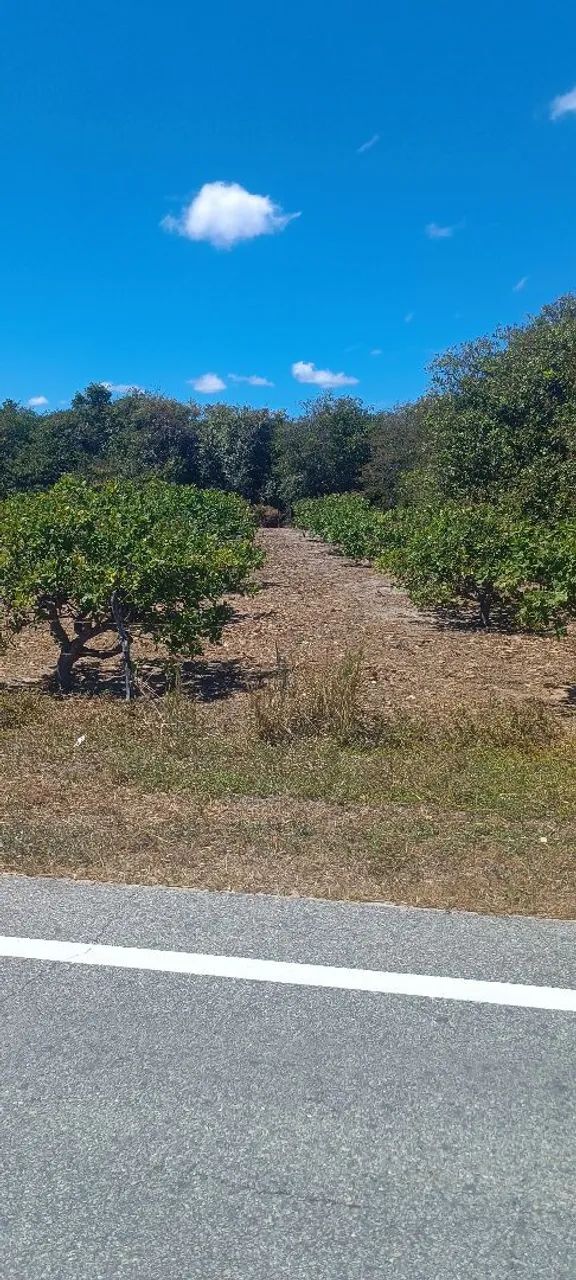 Terreno em lagoa de dentro beberibe - Foto 3