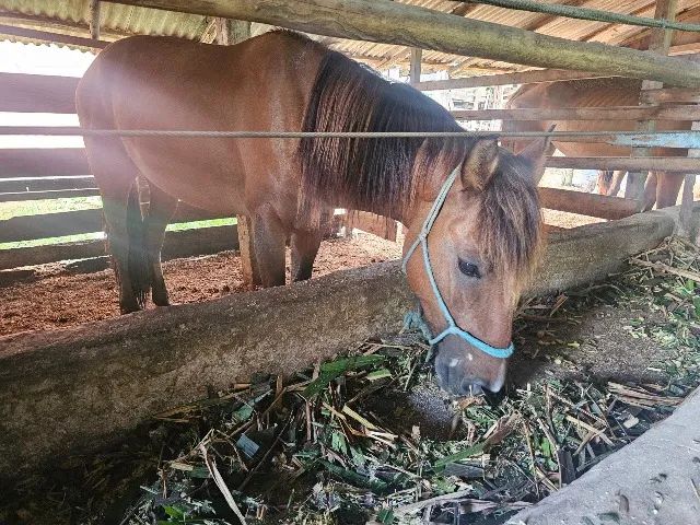 Doação de cavalo