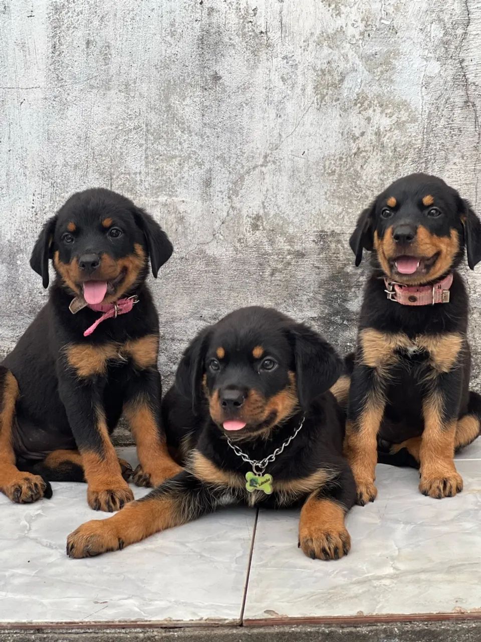 Cachorro - Foto 3