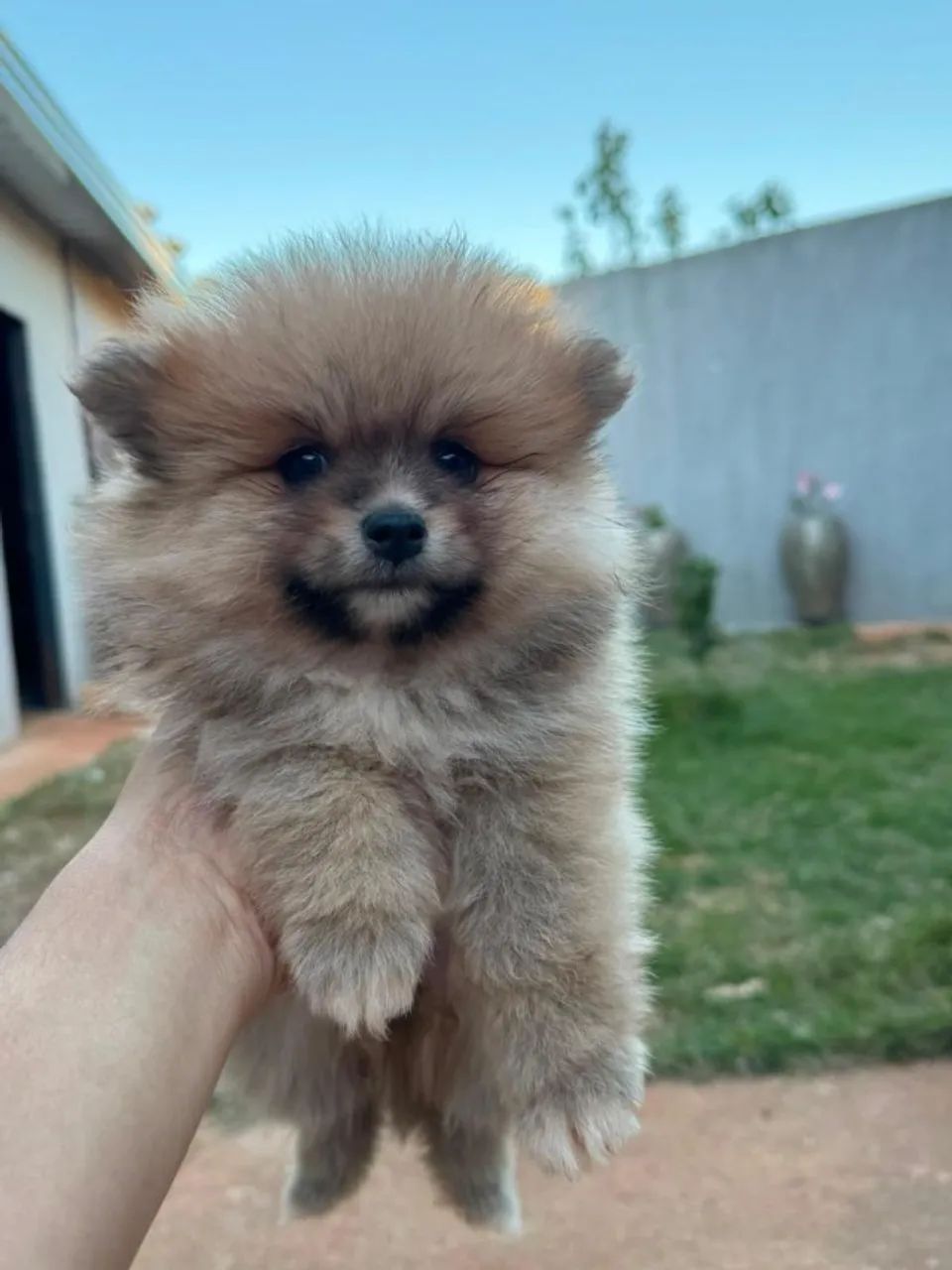 Sptiz Alemao - lulu da pomerania mini - Foto 5