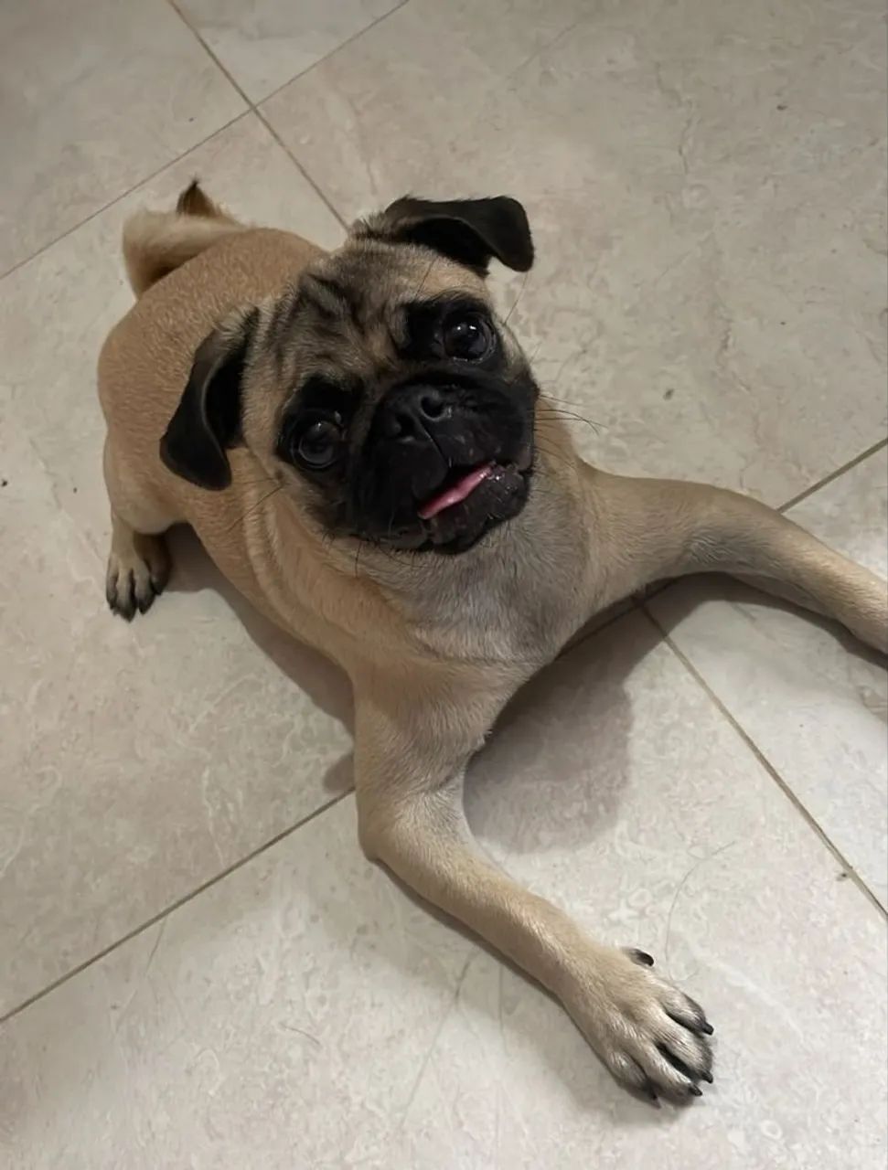 Pug - Foto 3