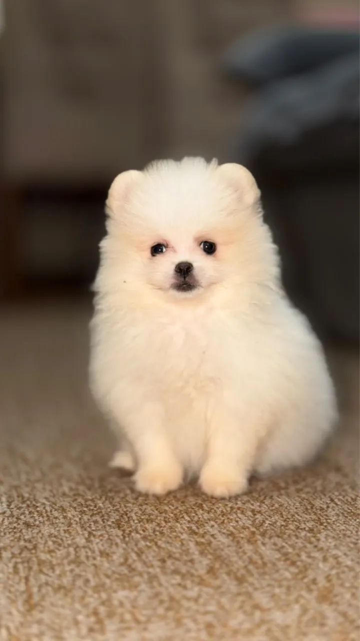Spitz alemão  - Foto 2