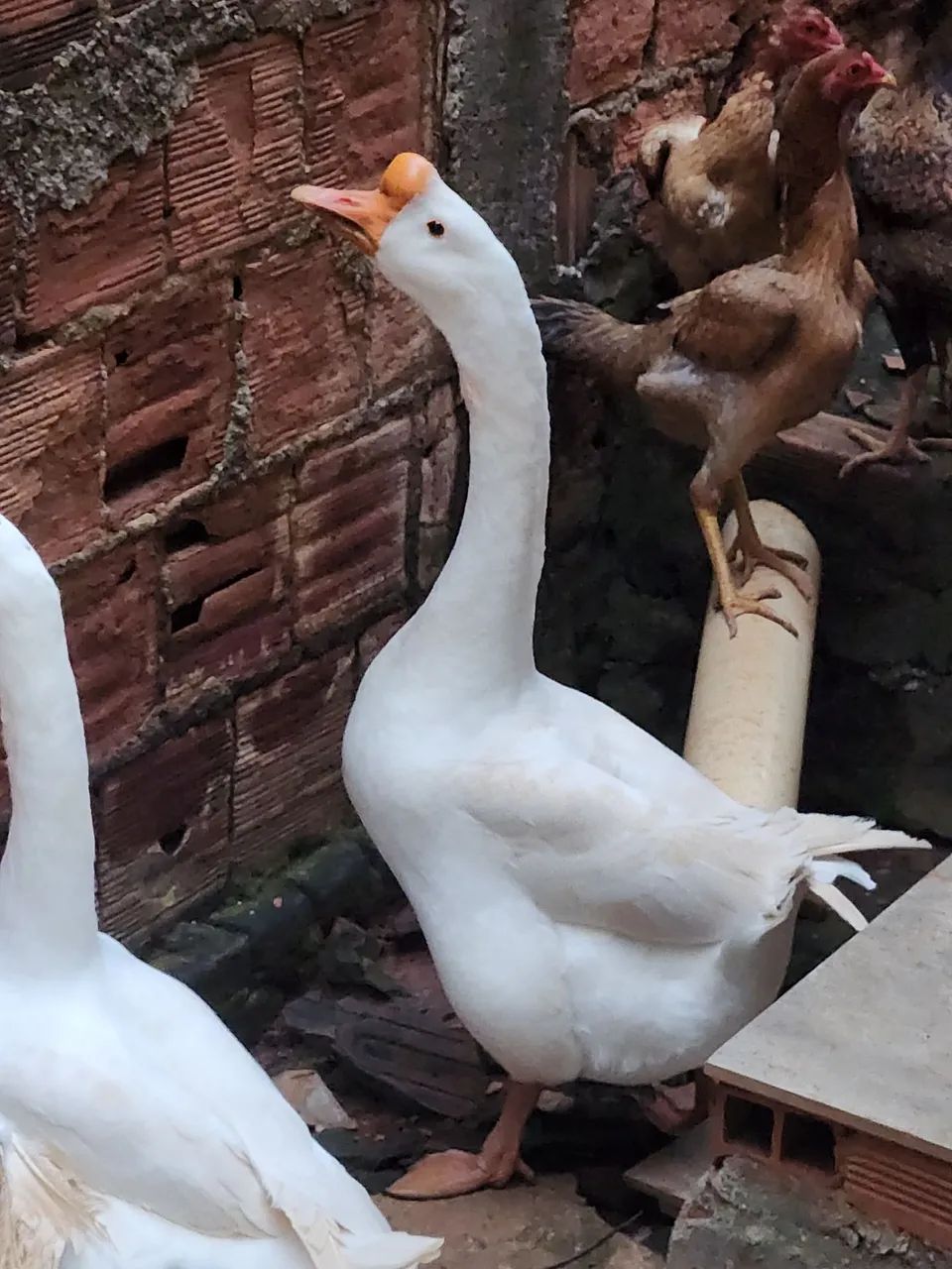 Vendo casal de gansos - Foto 2