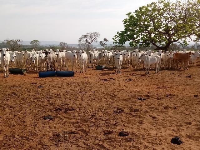 Vendo uma Fazenda para Pecuaria de 1.100 hectares no Lago do Manso - Foto 7