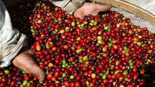 Café 100% arábica da serra da mantiqueira - Foto 3