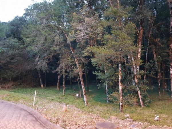 Terreno à venda, 737 m² por r$ 165.000,00 - caracol - canela/rs - Foto 5