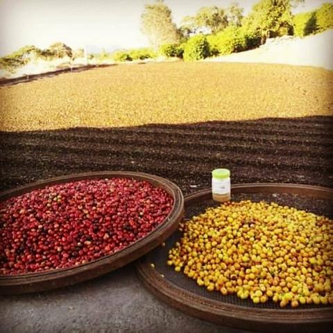 Café 100% arábica do sul de minas gerais - Foto 5